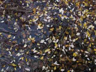 Yellow Leaves, Dark Water