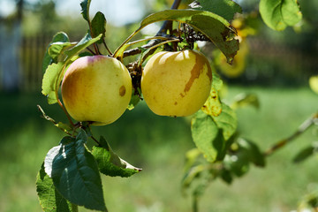 Selective focus on summer apples in a blurred summer garden. Close up.