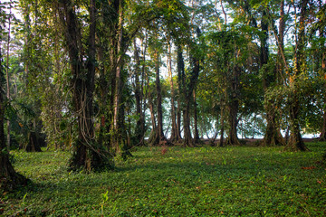 tropical rainforest at the Caribbean in Costa Rica 