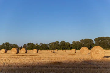 agricultural field with straw bales