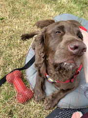 Stroking and Petting happy working cocker spaniel dog 