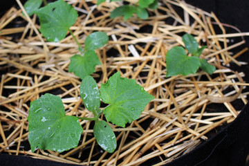 Young cucumber plants in a large container
