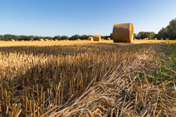 wheat ears on a background of a mown agricultural field