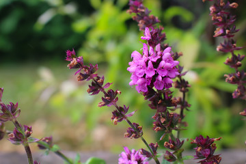 Blooming sage in the garden during springtime