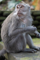 Bali Monkeys at monkey forest