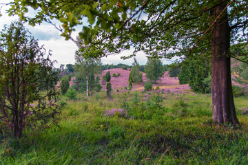 Fototapeta na wymiar a panorama of the Lüneburg Heath