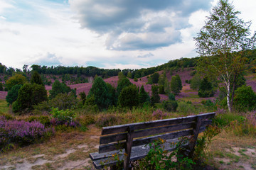 a panorama of the Lüneburg Heath
