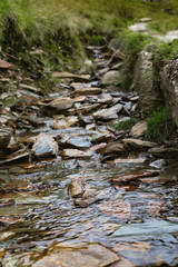 stream in the forest