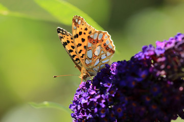 Kleiner Perlmuttfalter