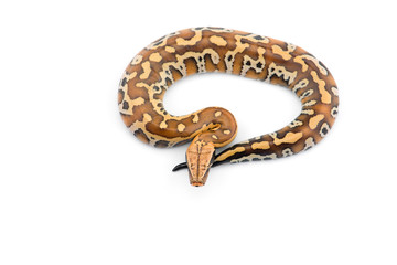 Sumatran Short Tail Python isolated on white background