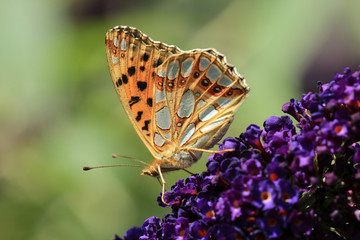 Kleiner Perlmuttfalter