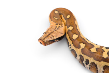 Sumatran Short Tail Python isolated on white background