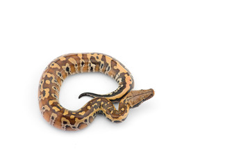 Sumatran Short Tail Python isolated on white background