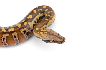 Sumatran Short Tail Python isolated on white background