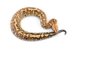 Sumatran Short Tail Python isolated on white background