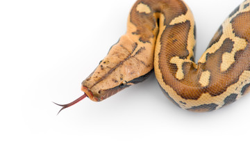 Sumatran Short Tail Python isolated on white background