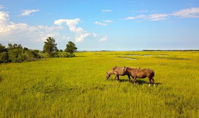 horse in the field in Assateague Island, Maryland