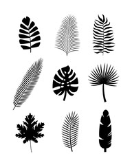 Set black tropical silhouettes of palm leaves. Monstera, coconut, banana, mango, chamaedorea. Vector illustration on white background