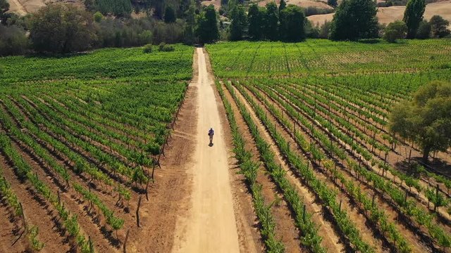 AERIAL: VINEYARDS of the coast of colchagua valley chile in summer seen from drone paredones with people hike trek