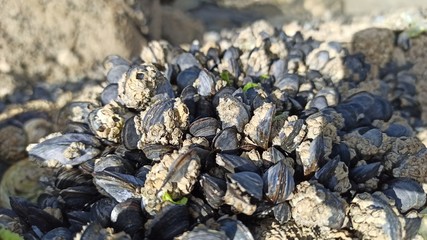 sea urchin on the beach