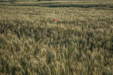 Samotność. © Krzysiek Cegiełka