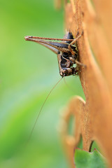 Gewöhnliche Strauchschrecke