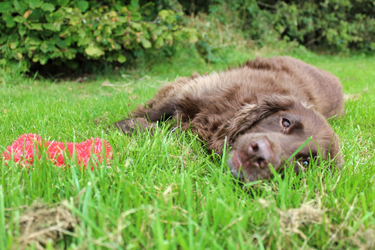 Happy brown working cocker spaniel dog  with bone toy in grass
