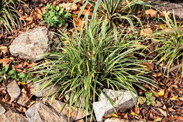 View of Mondo Grass, also called dwarf lily stone, fountain plant, and monkey grass, is a species...