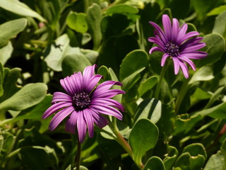 Cape marguerite (Dimorphotheca ecklonis) - purple daisy flowers in bloom
