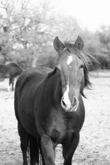 Obraz na płótnie Canvas Rustic mare horse portrait outdoors.