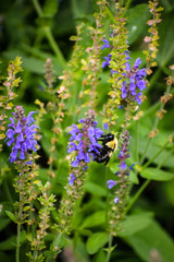 Obraz premium bee on flower
