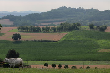 Views of the Monferrato hills from Montiglio Monferrato. 