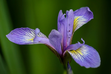 nahaufnahme von Wasserlilien mit ihren wundersch&ouml;nen Bl&uuml;ten.