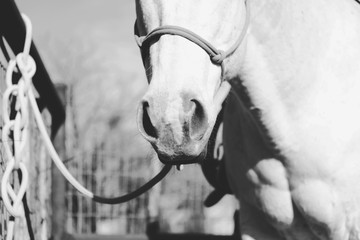 white horse portrait in halter close up.
