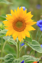 Naklejka premium Wildblumenfeld