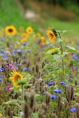 Wildblumenfeld