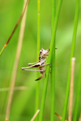 Gewöhnliche Strauchschrecke