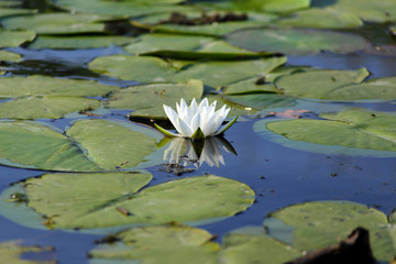 Water lily. Nymphaea is a genus of hardy and tender aquatic plants