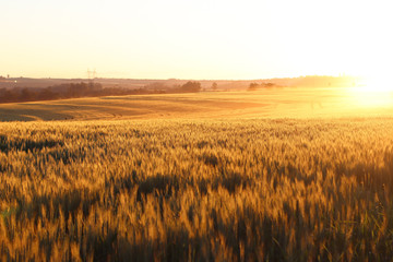 Obraz premium wheat field at sunset