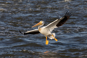 White American pelican in flight.