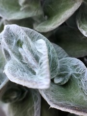 Obraz premium close up of leaf