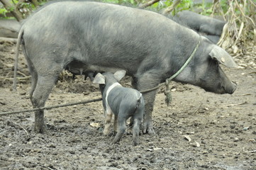 CERDITO, MAMA MARRANITA, CRIOS DE CERDO, MAMA CERDA, CON MI MAMITA LA CERDITA, OI OI, PASANDO TIEMPO CON MI MAMI, CRECIENDO CERDITO, MARRANO,  PUERCO SUCIO PELUDO, SOY EL MARRANITO,  MI PUERCO MUNDO