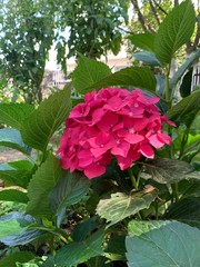 flowers in the garden