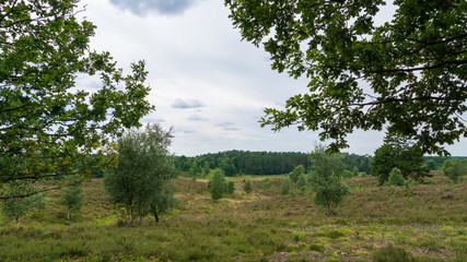 Heidschnuckenweg Lüneburger Heide 