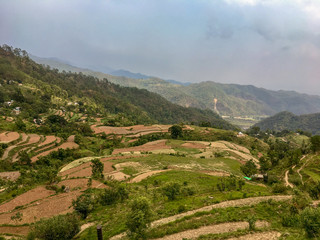 terraced rice field