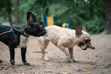 couple cute french buuldog pet playing with wooden stick outdoor at summer day