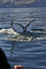 Island_Whale Watching 01