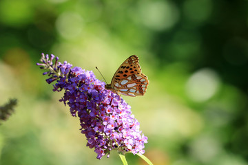 Kleiner Perlmuttfalter