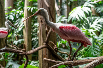 pink flamingo in the zoo