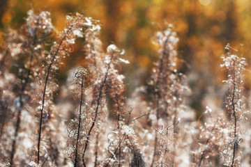 Autumn dried grass with nice bokeh in back light. Copy space
